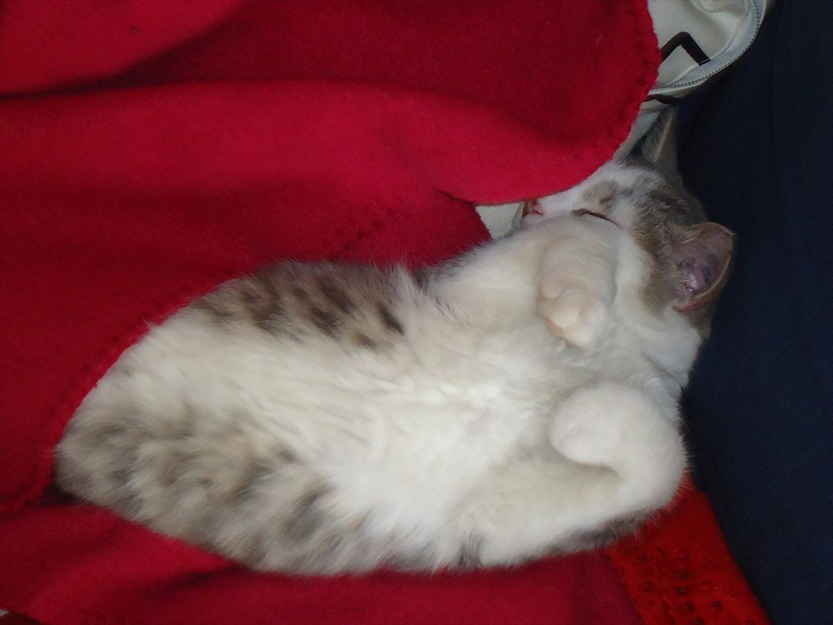 Huskat Chino (døde i november 2012) - chino er blevet puttet billede 11