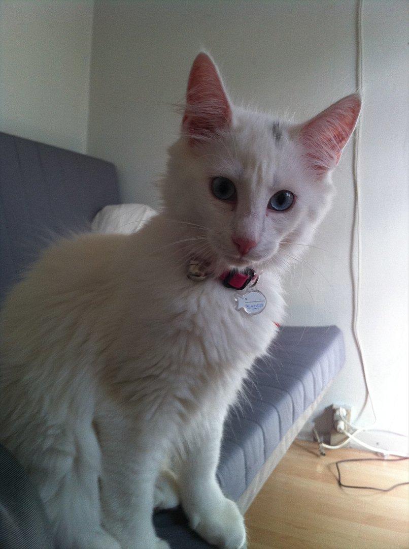 Norsk Skovkat snebold billede 9