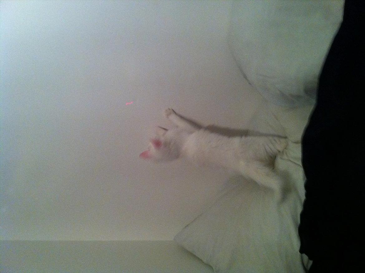 Norsk Skovkat snebold billede 10