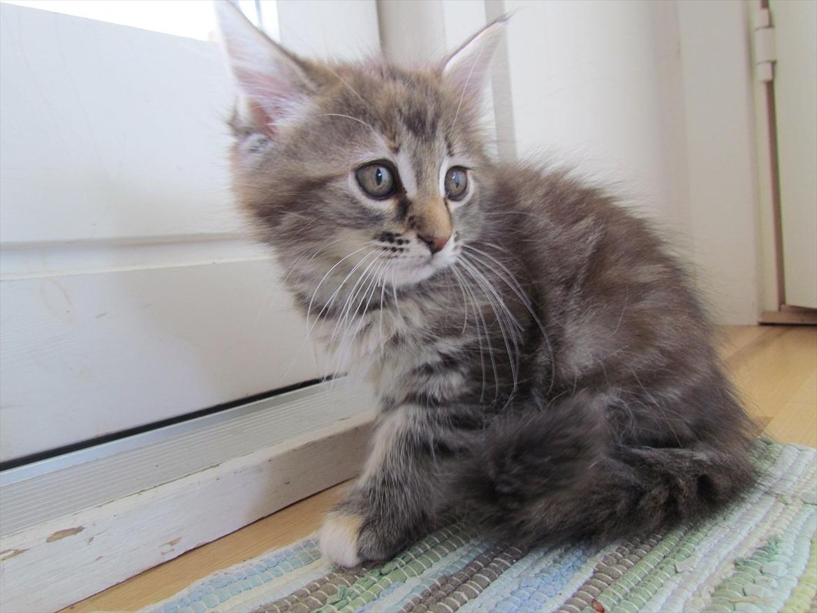 Maine Coon Tiffany (Tiff) billede 9