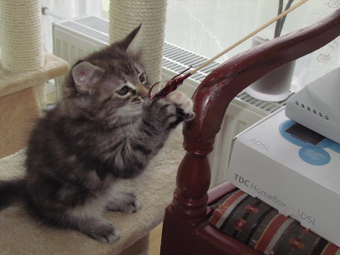 Maine Coon Tiffany (Tiff) billede 18