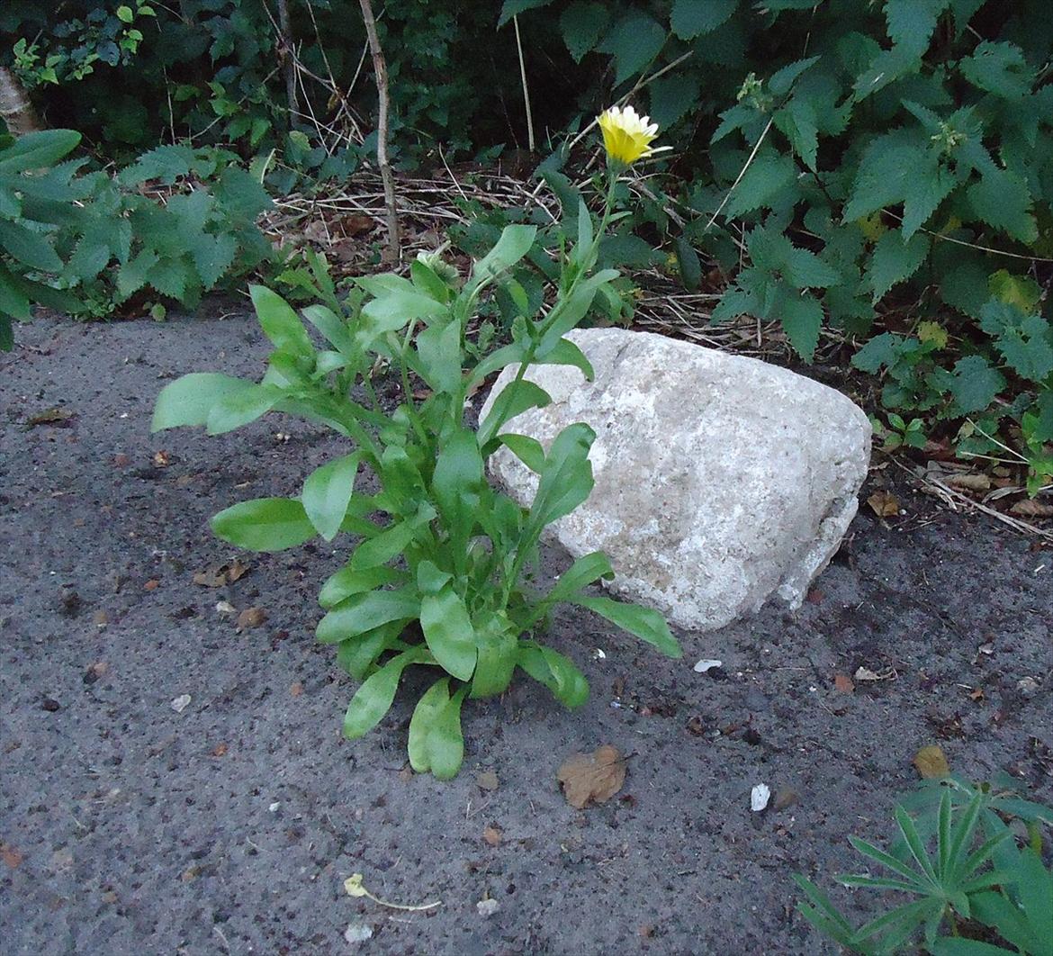 Huskat Guffi (døde den 24.6.11) billede 15