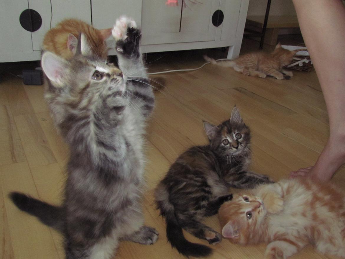 Maine Coon Tiffany (Tiff) billede 7