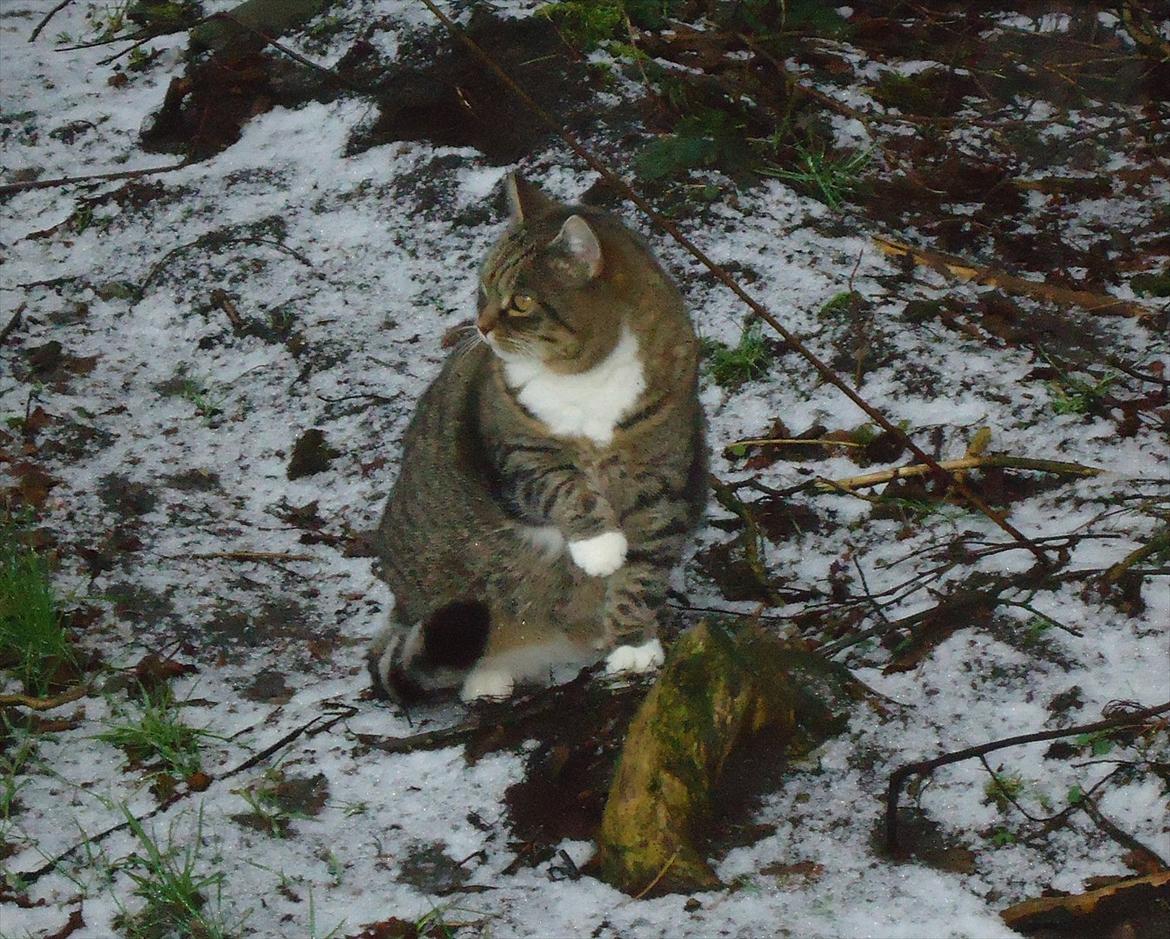 Huskat Guffi (døde den 24.6.11) billede 3