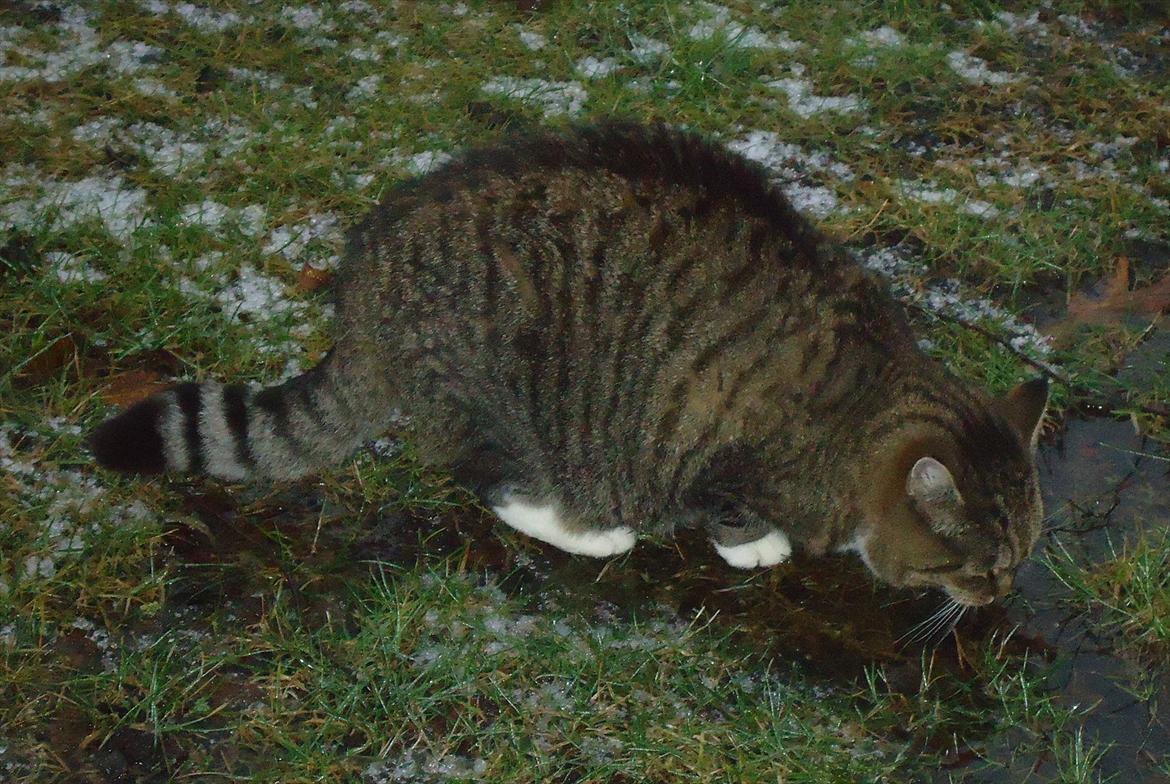 Huskat Guffi (døde den 24.6.11) billede 4