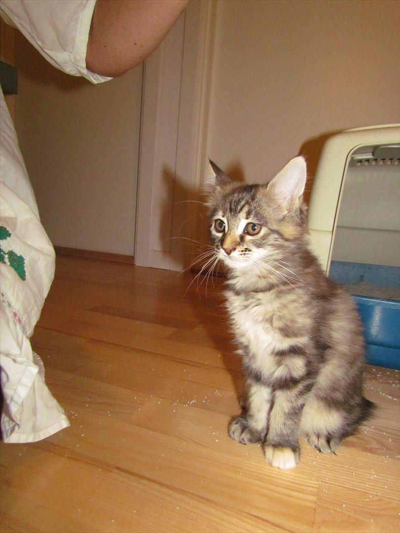 Maine Coon Tiffany (Tiff) - Hvor er hun stor og fin! :) billede 2