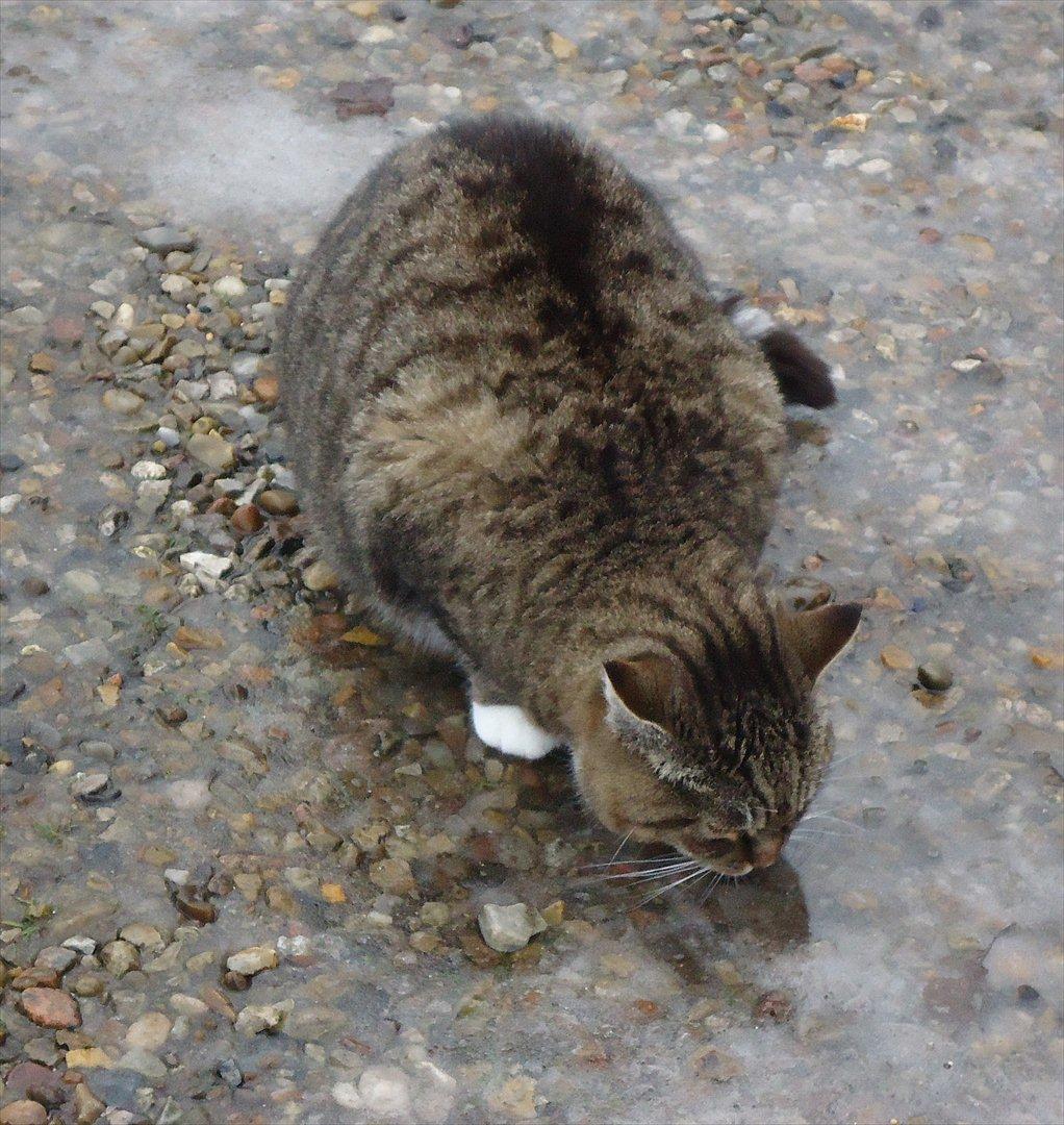 Huskat Guffi (døde den 24.6.11) billede 6