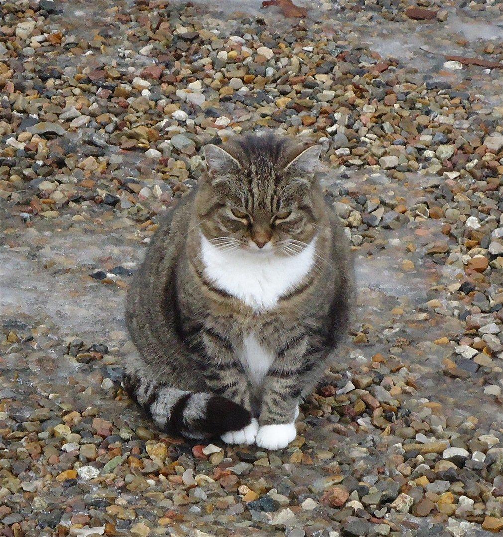 Huskat Guffi (døde den 24.6.11) billede 1