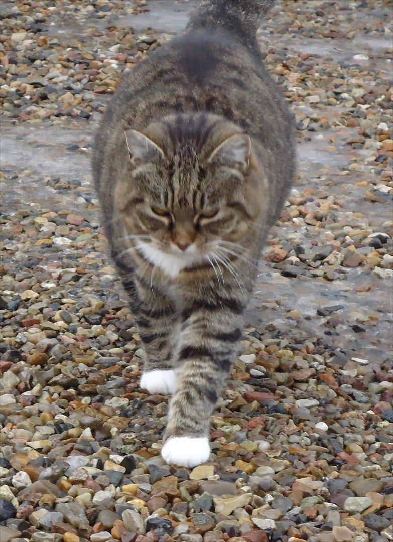 Huskat Guffi (døde den 24.6.11) billede 7