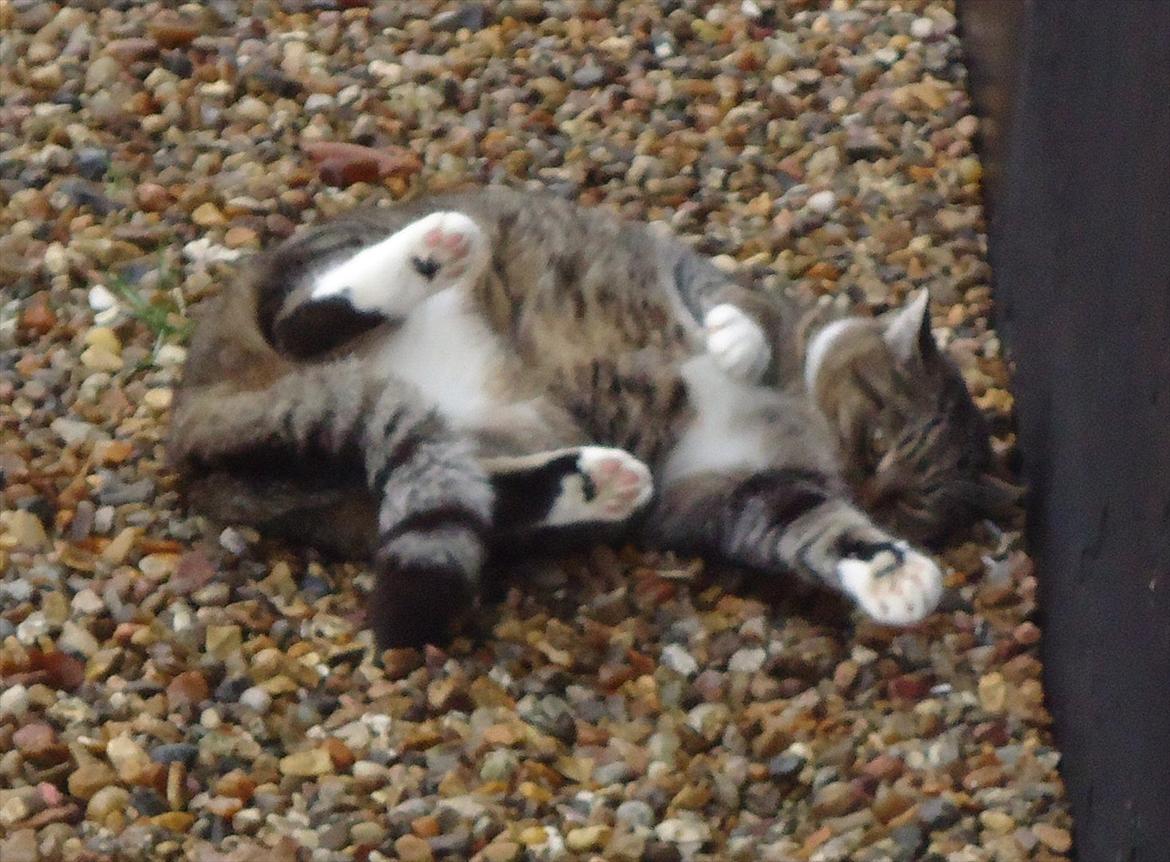 Huskat Guffi (døde den 24.6.11) billede 8