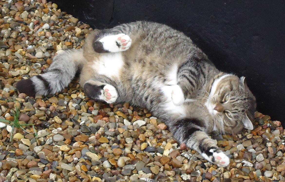 Huskat Guffi (døde den 24.6.11) billede 10