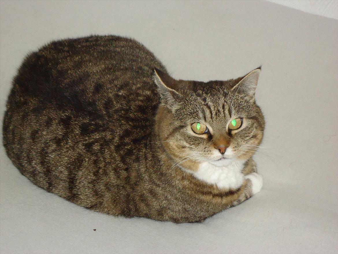 Huskat Guffi (døde den 24.6.11) billede 2