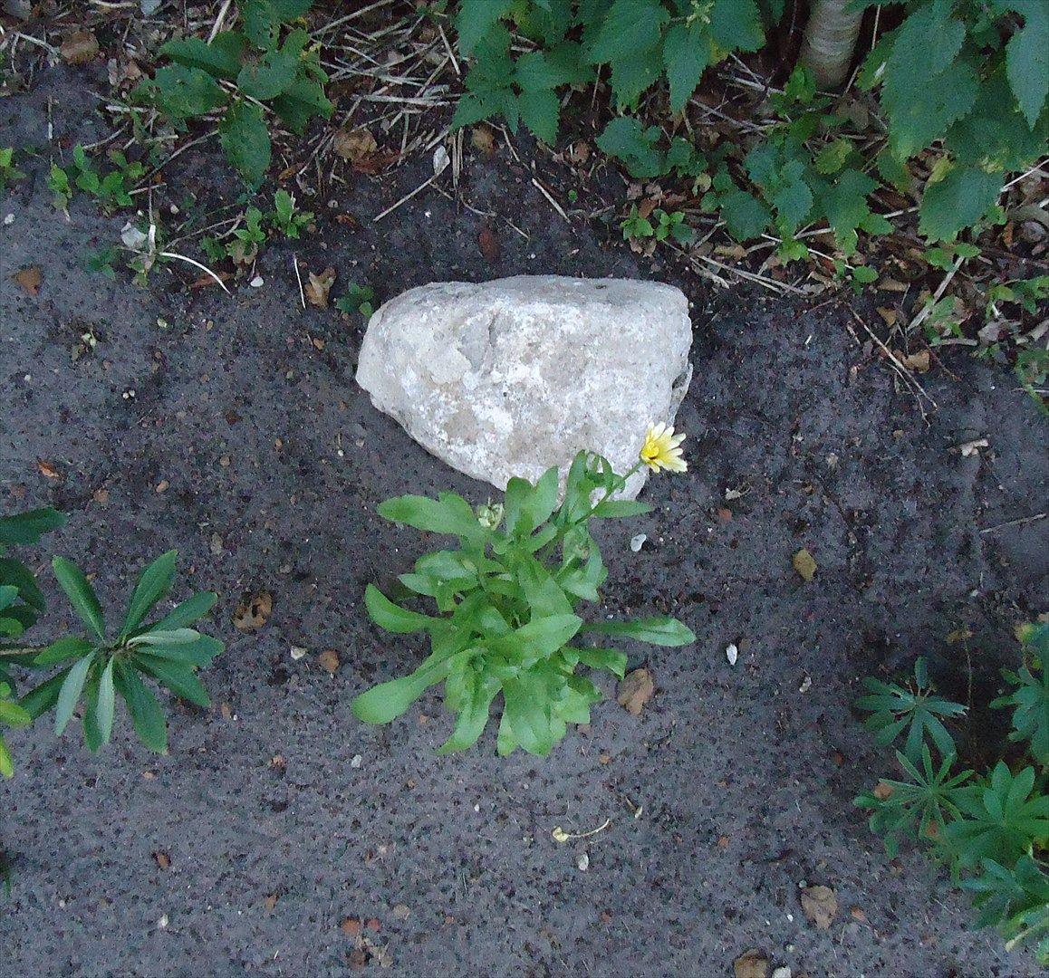 Huskat Guffi (døde den 24.6.11) billede 14