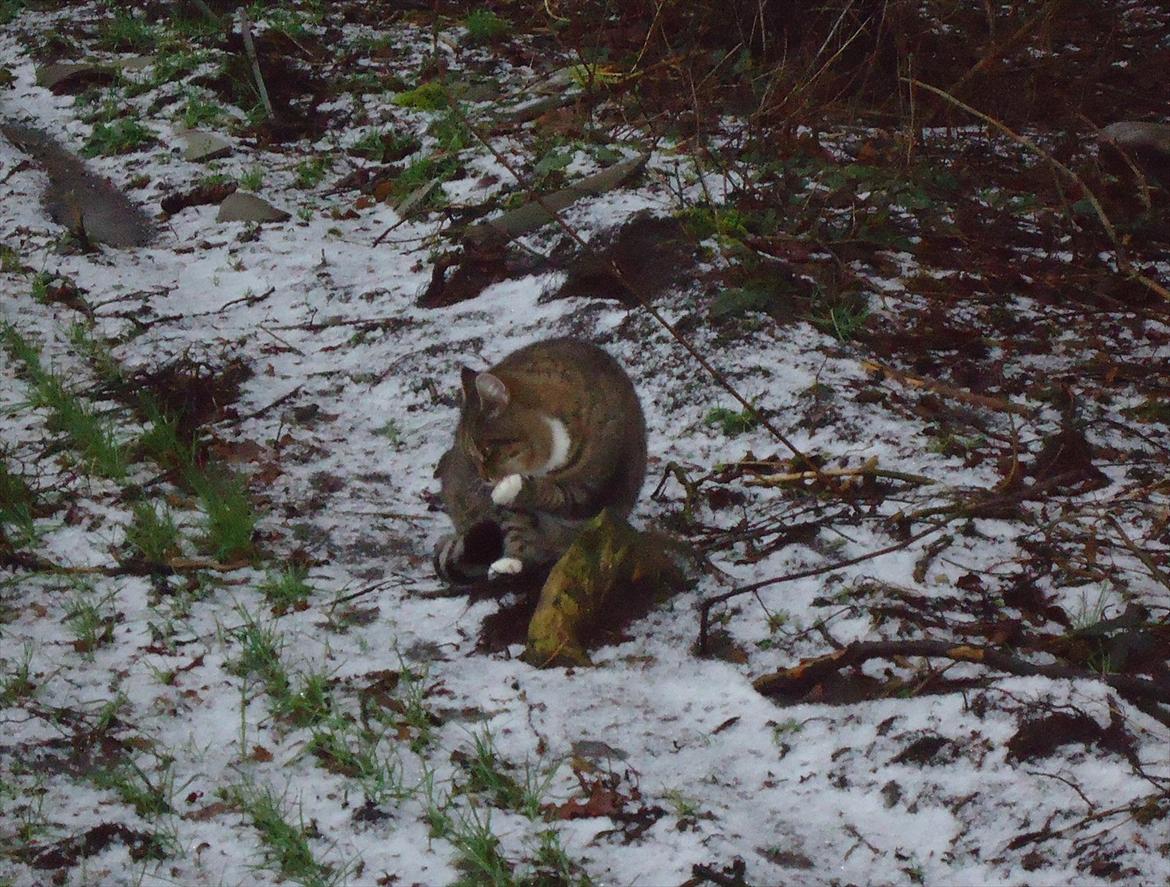 Huskat Guffi (døde den 24.6.11) billede 11
