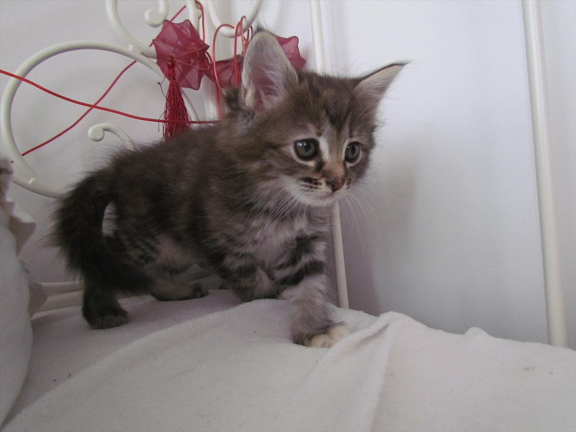 Maine Coon Tiffany (Tiff) billede 11