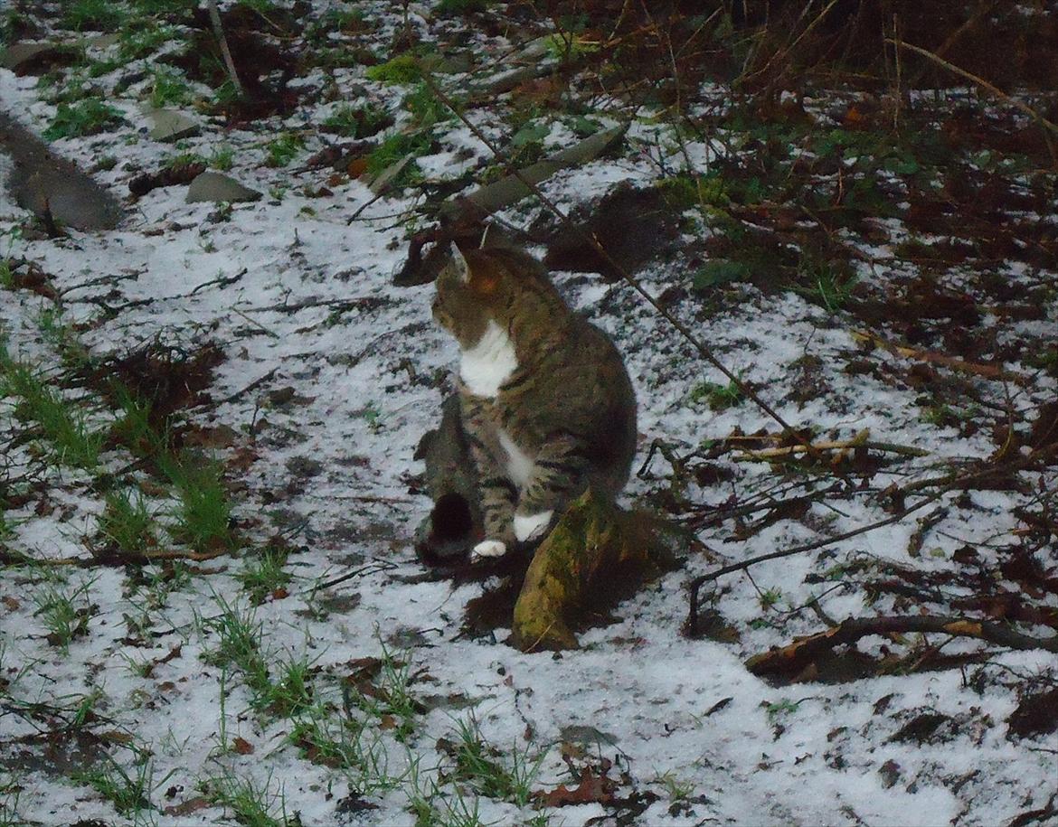 Huskat Guffi (døde den 24.6.11) billede 12