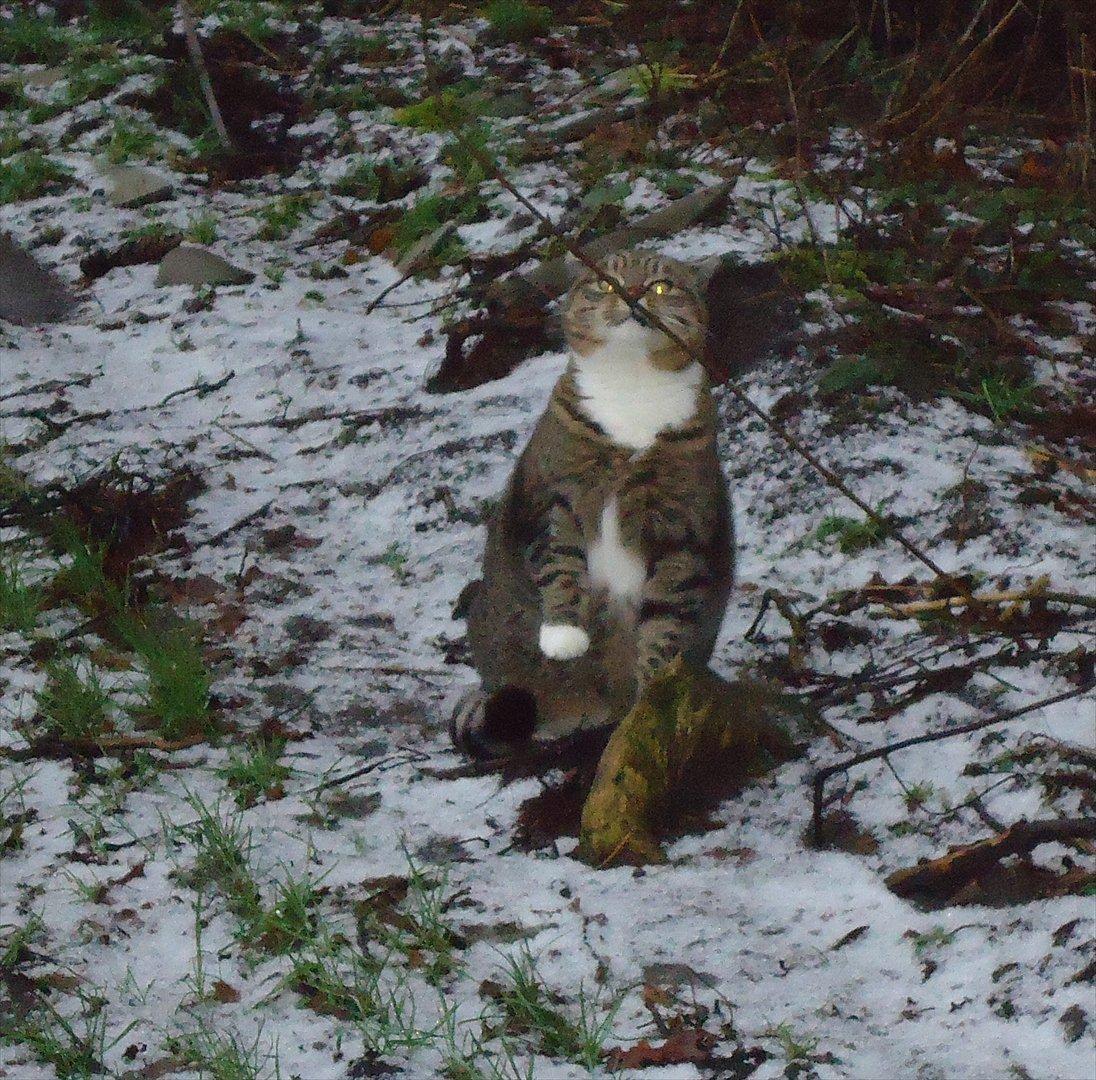 Huskat Guffi (døde den 24.6.11) billede 13