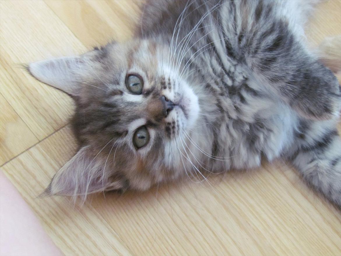 Maine Coon Kabuki - Velkommen til Kabukis profil! billede 1