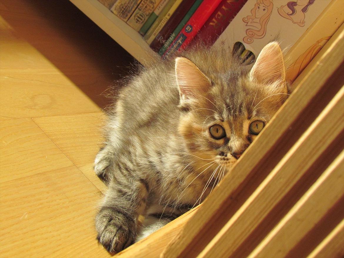 Maine Coon Kabuki billede 7