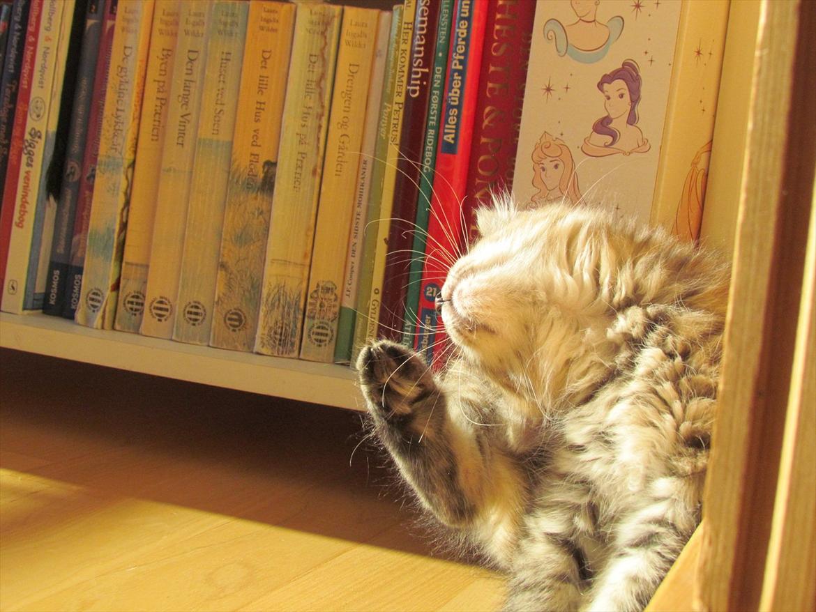 Maine Coon Kabuki billede 17