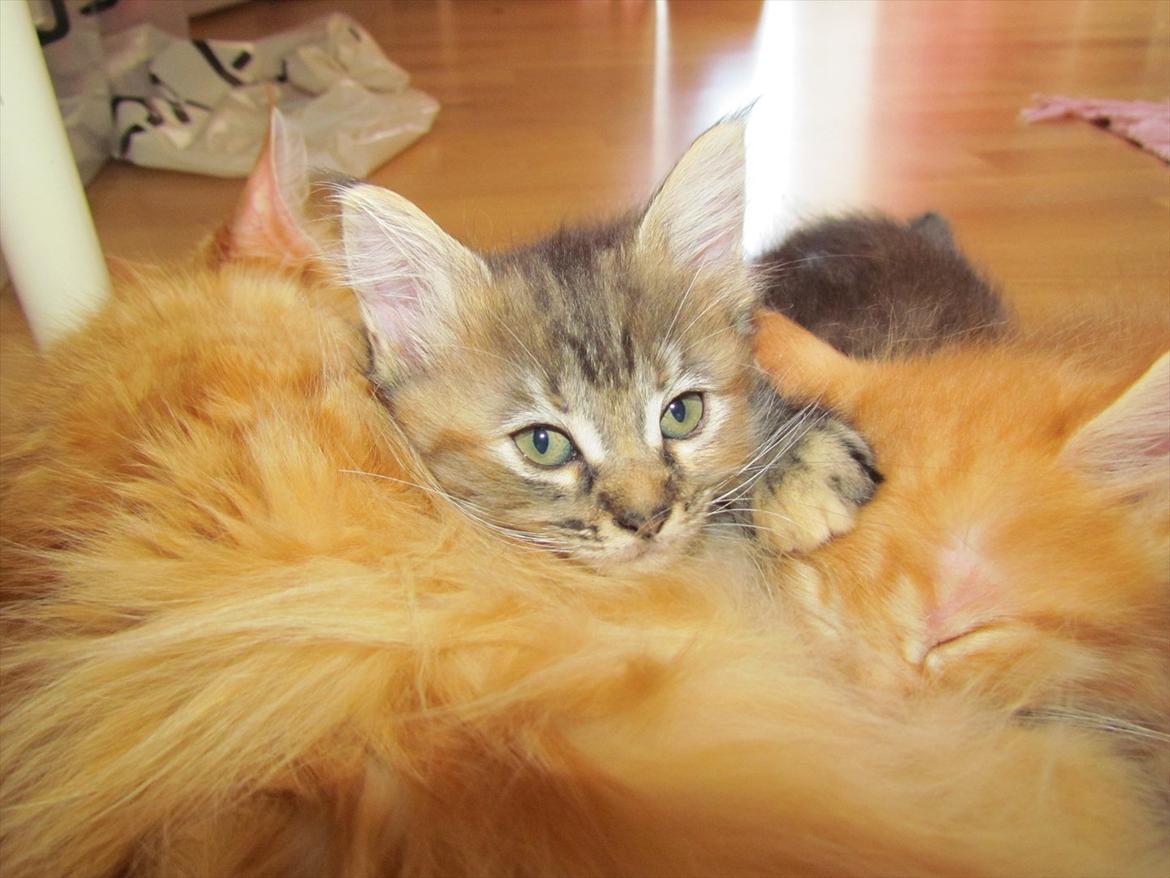 Maine Coon Kabuki billede 9