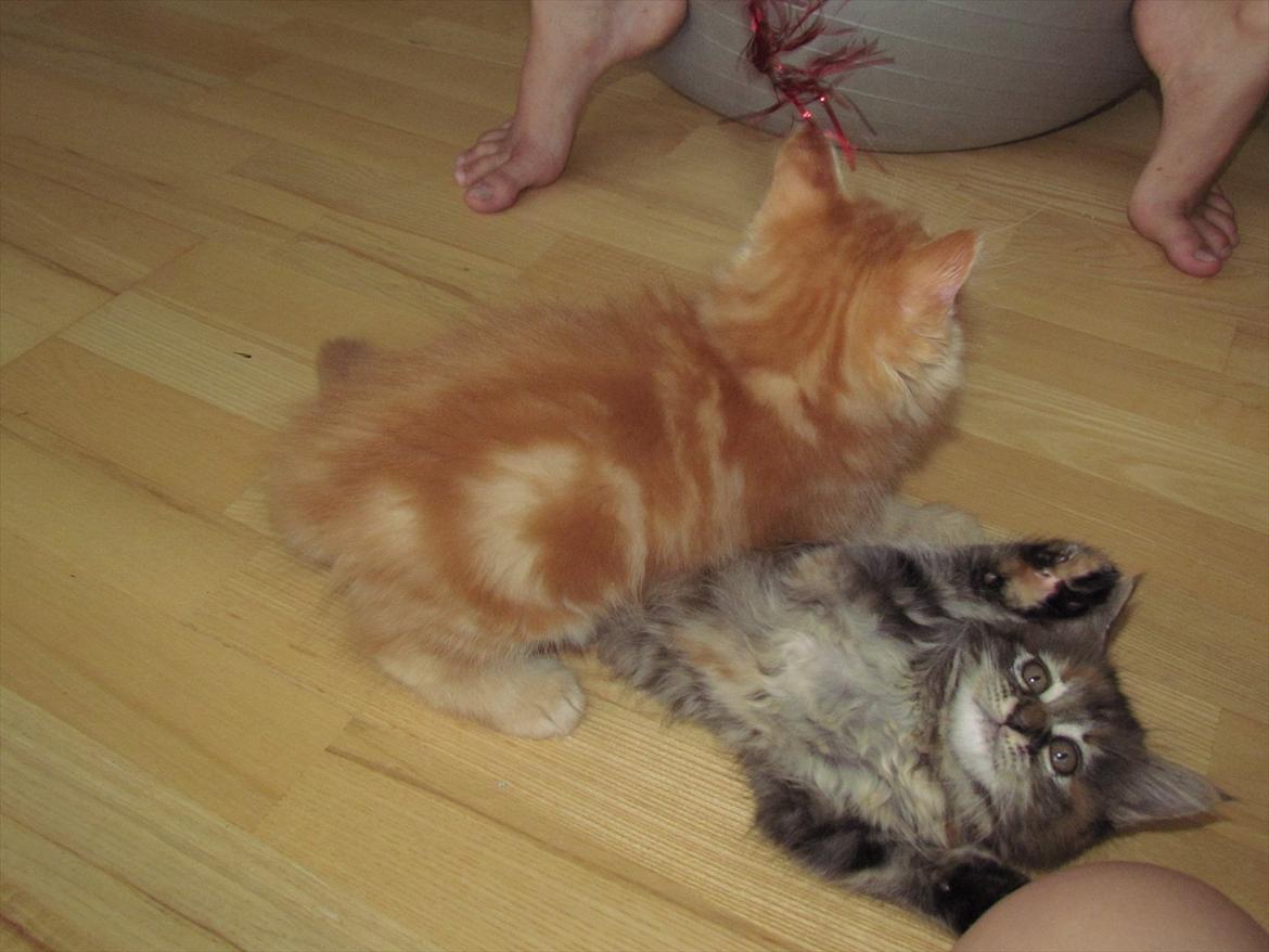 Maine Coon Bailey billede 19