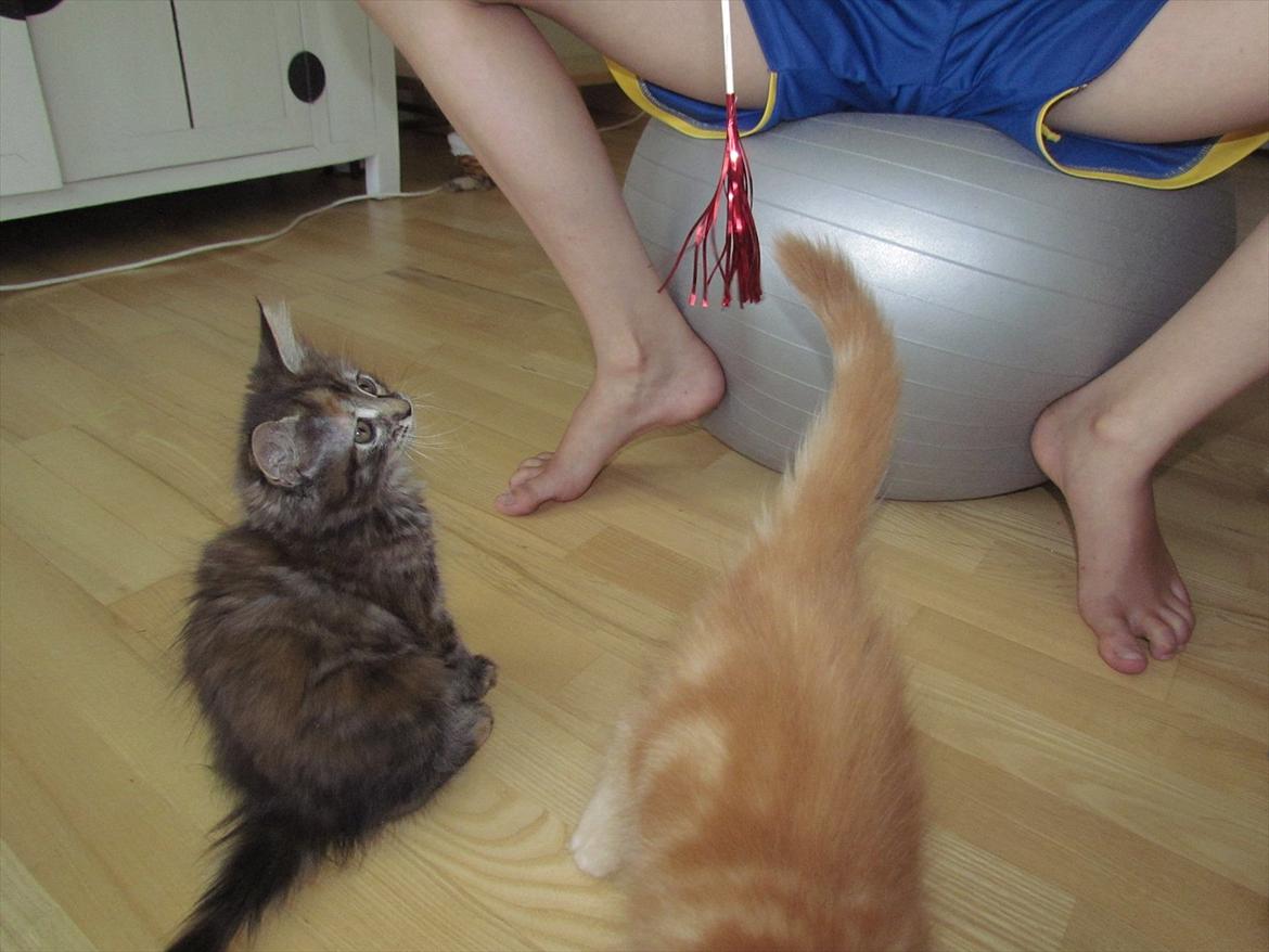 Maine Coon Bailey billede 10