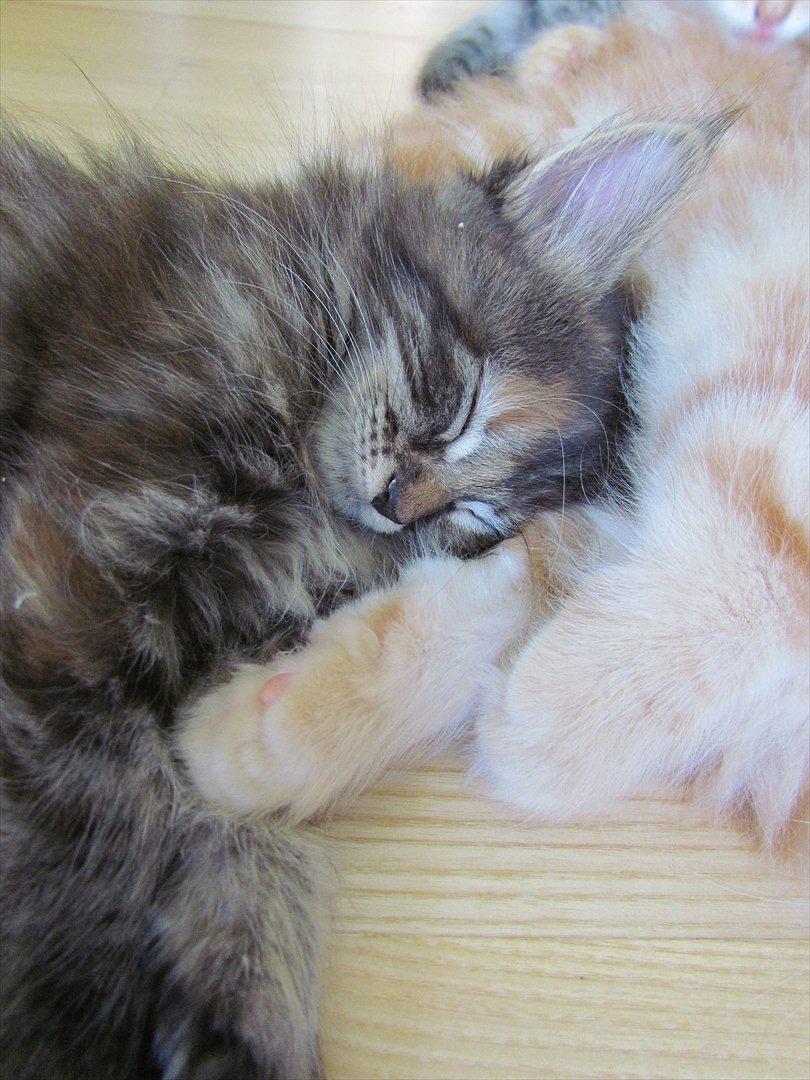 Maine Coon Bailey - Nurh, putte! billede 2