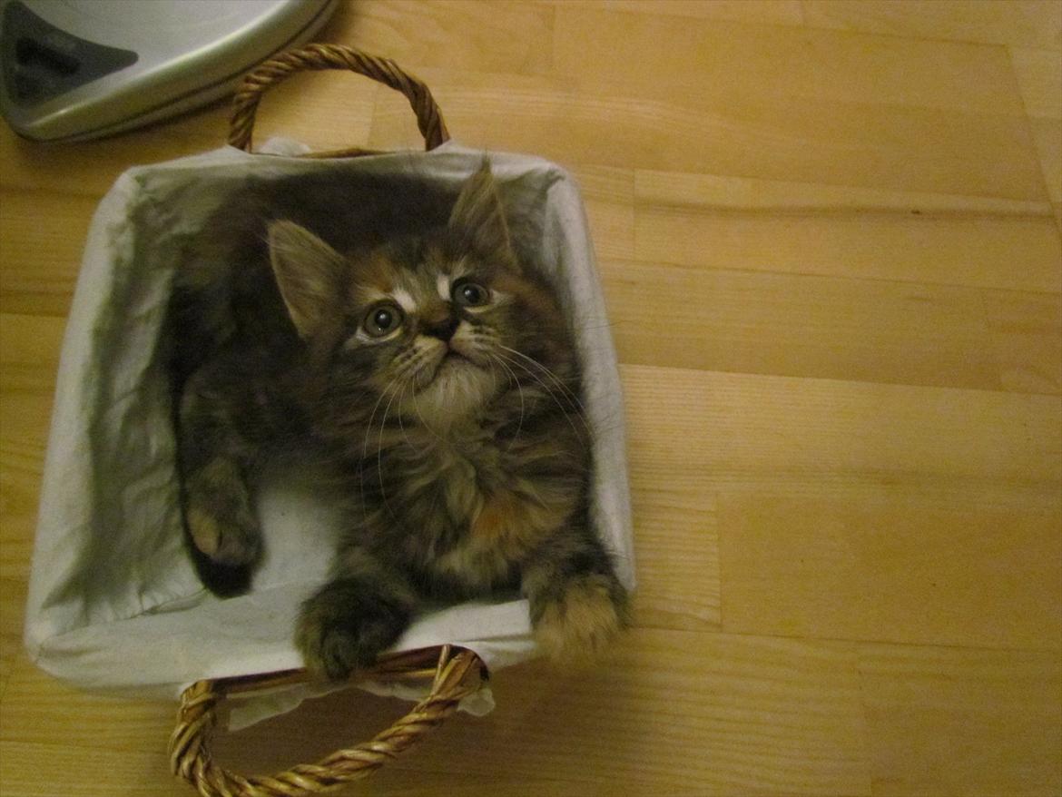 Maine Coon Bailey billede 11