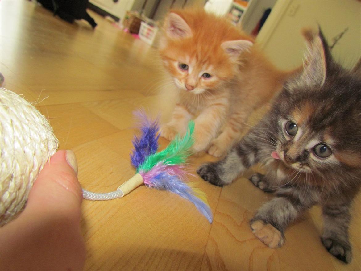 Maine Coon Bailey - Hvad sker der lige for hendes udtryk? xD billede 14