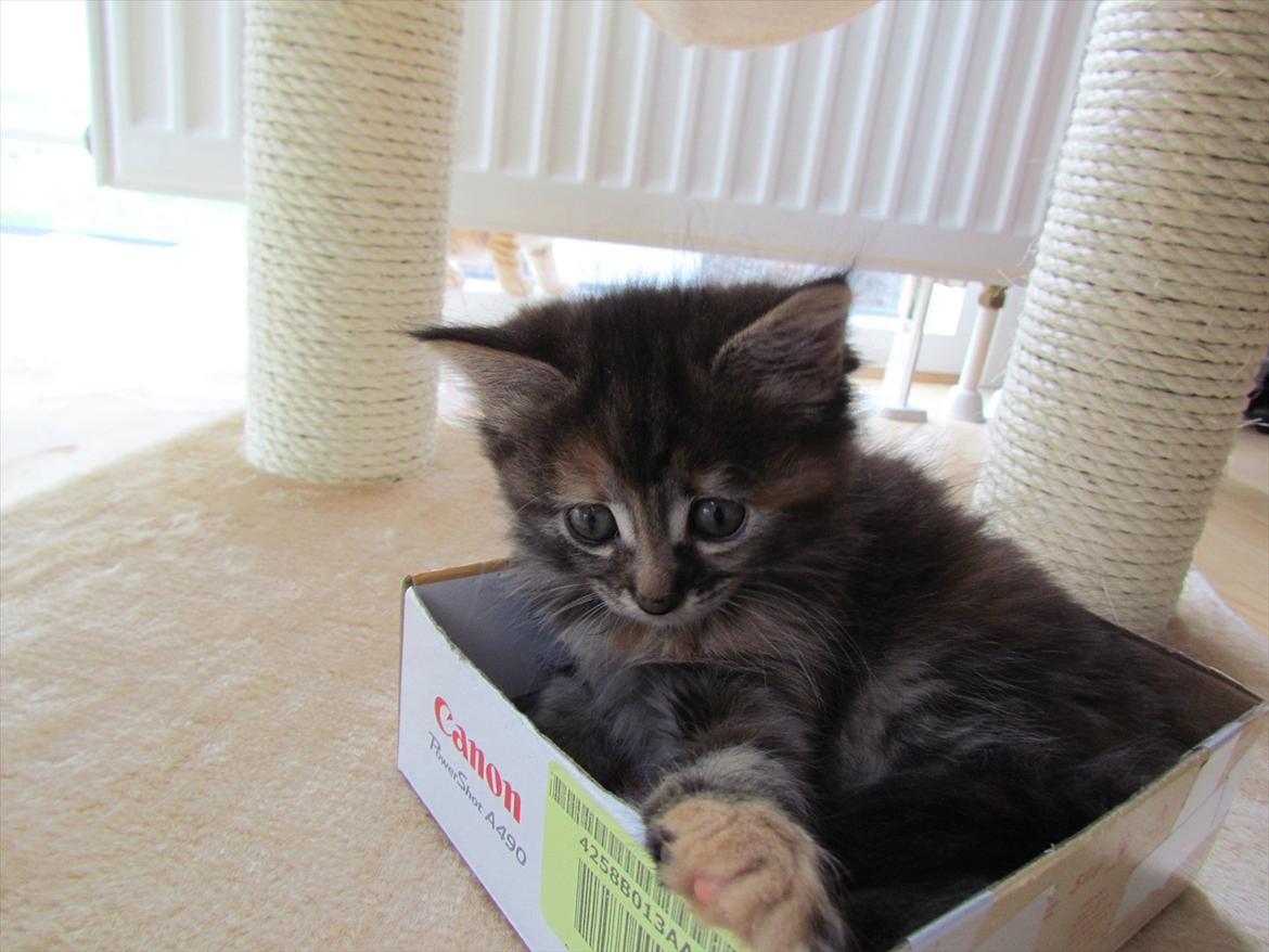 Maine Coon Bailey billede 20