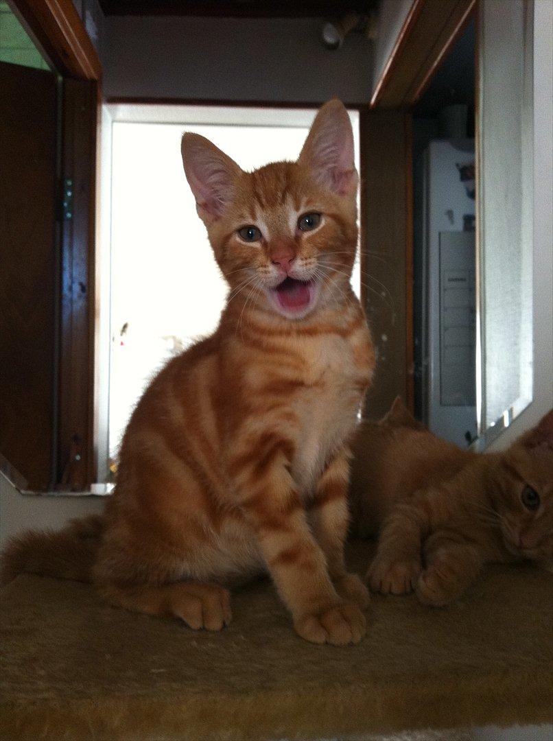 Huskat Milo billede 14