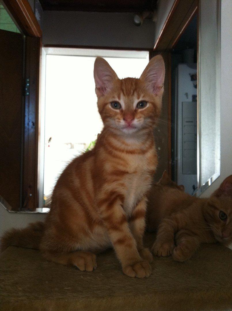 Huskat Milo billede 15