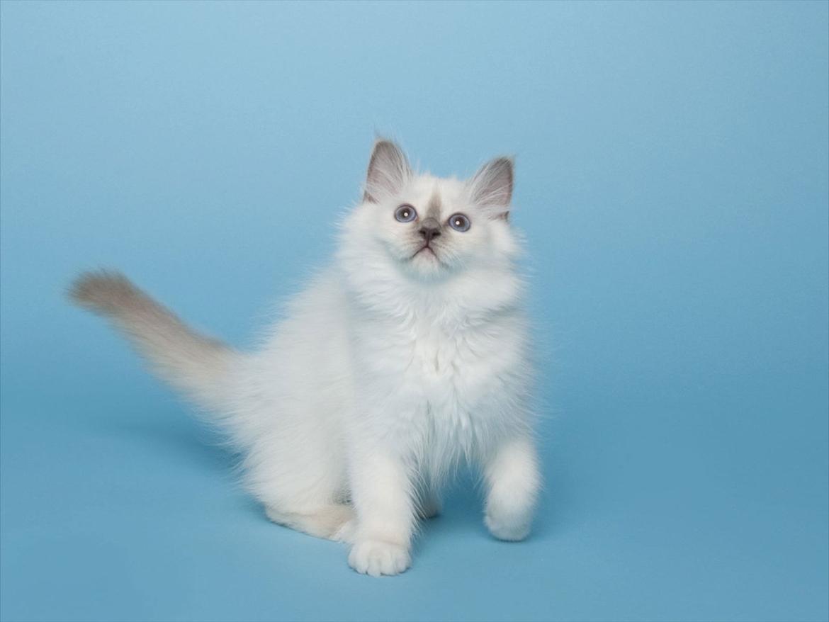 Hellig Birma Licarini´s Bertha billede 1