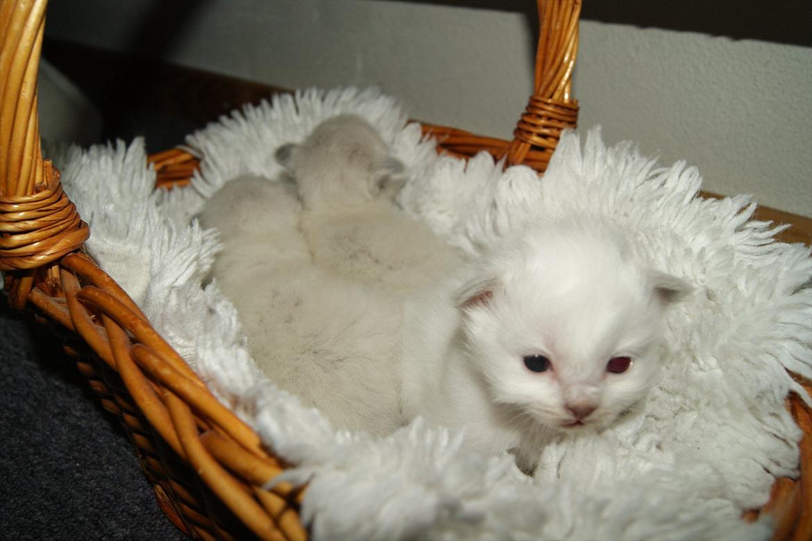 Hellig Birma Licarini´s Bertha billede 2