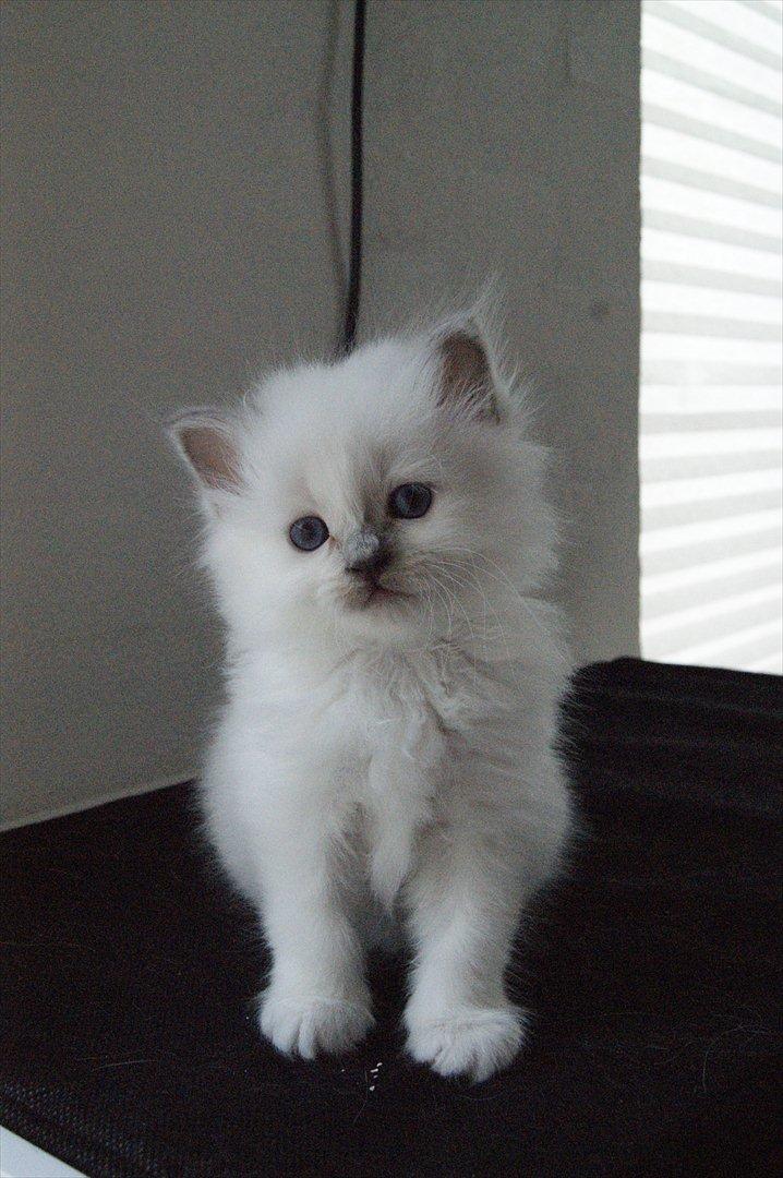 Hellig Birma Licarini´s Bertha billede 3