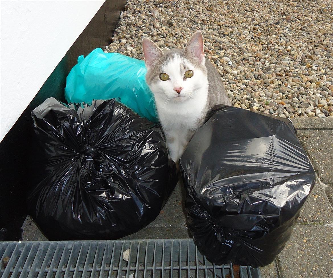 Huskat Chino (døde i november 2012) - chino i blandt affaldet. billede 12