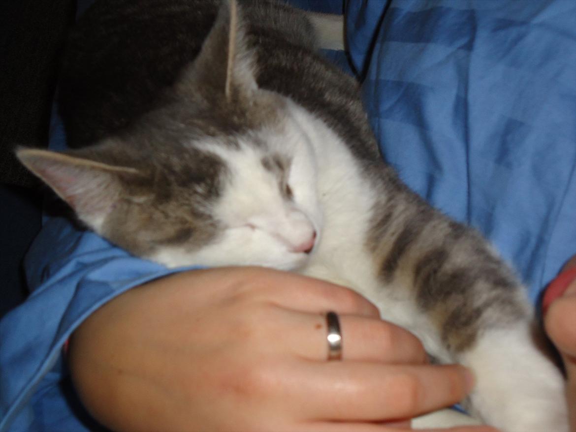 Huskat Chino (døde i november 2012) - chino puttet ved mig billede 13