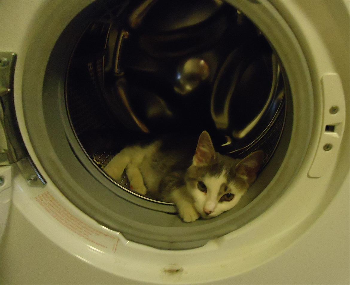 Huskat Chino (døde i november 2012) - chino i vaskemaskinen billede 17