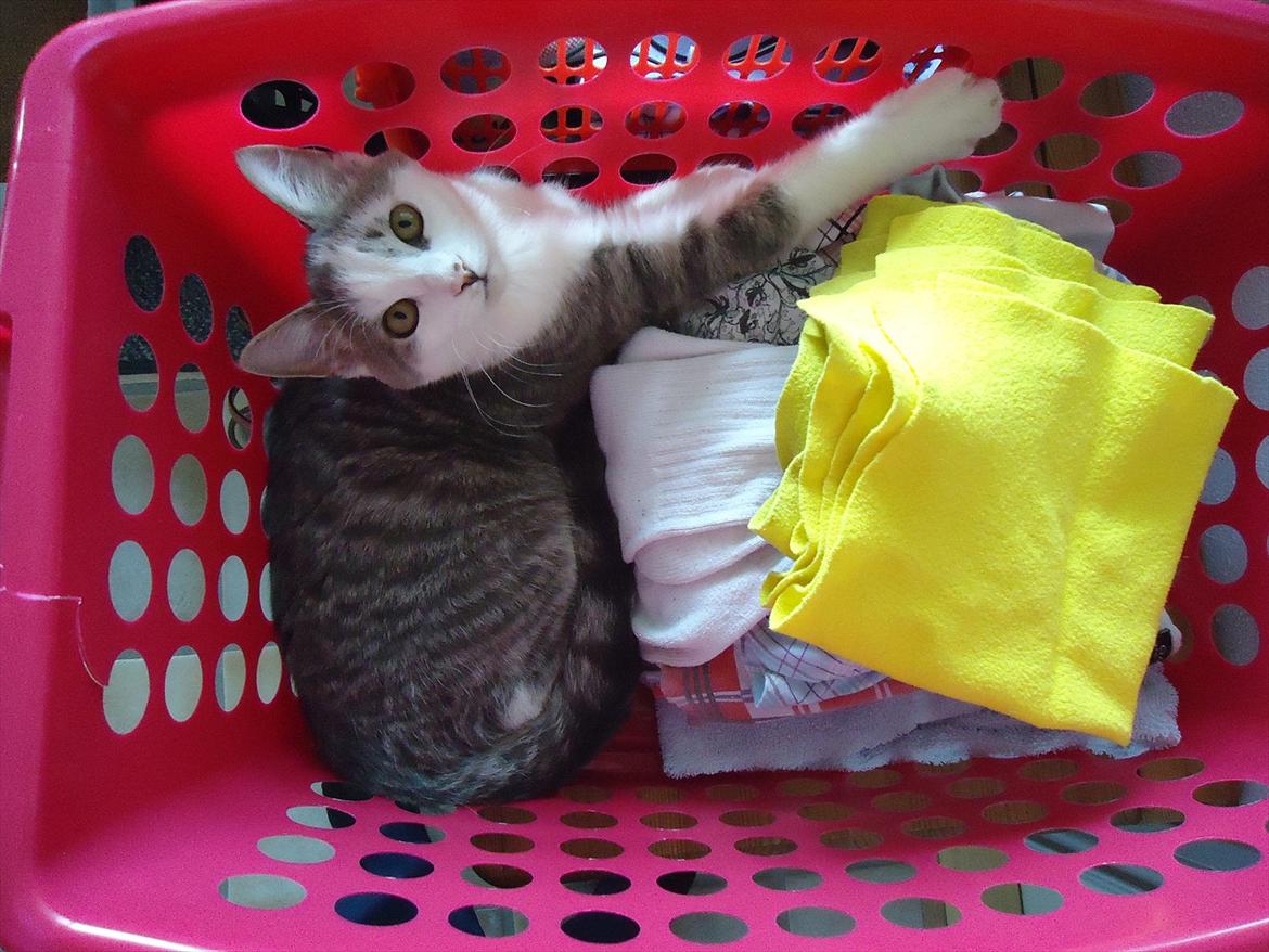 Huskat Chino (døde i november 2012) - Chino i vasketøjskurven billede 10