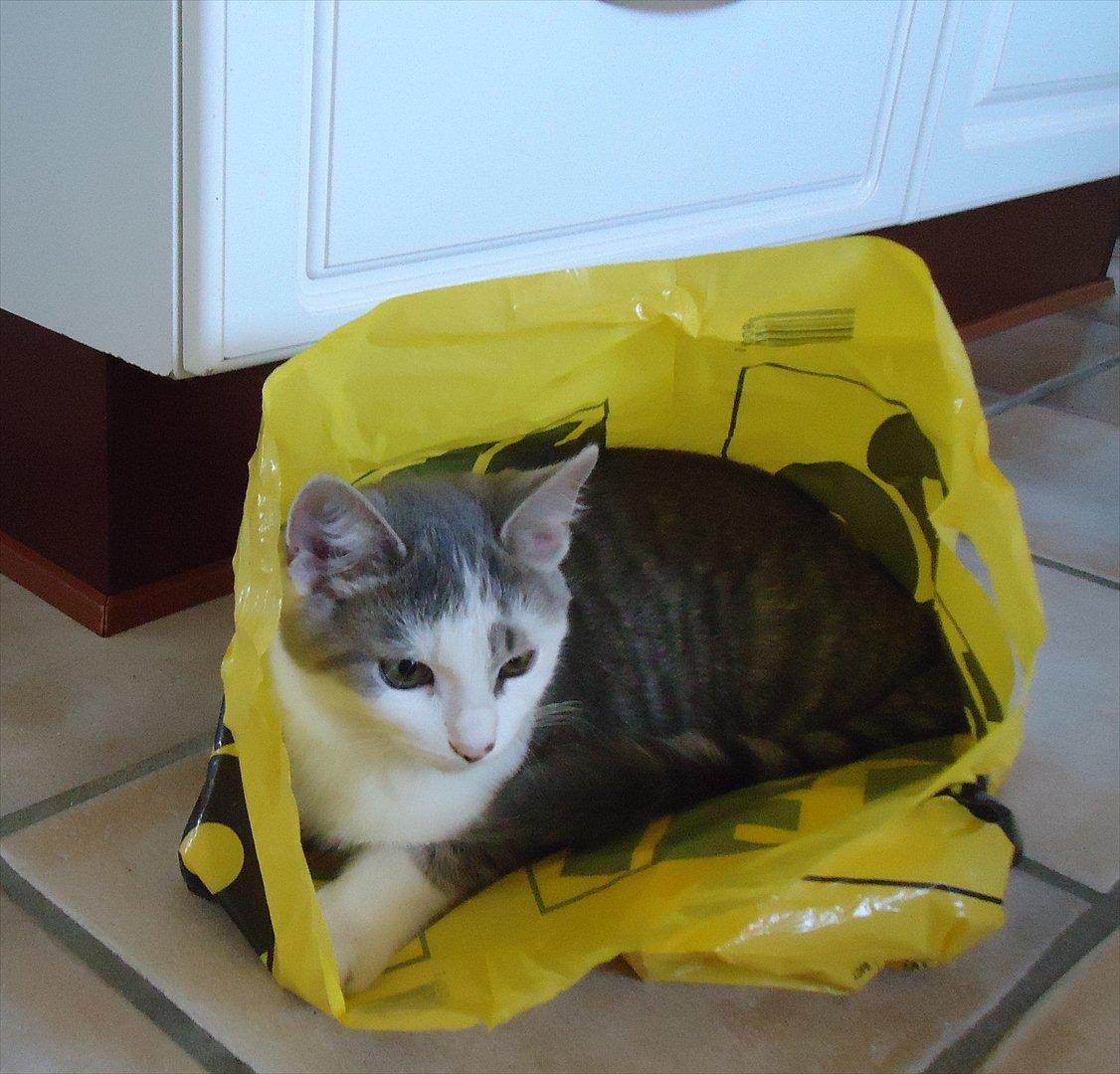 Huskat Chino (døde i november 2012) - chino elsker poser billede 14