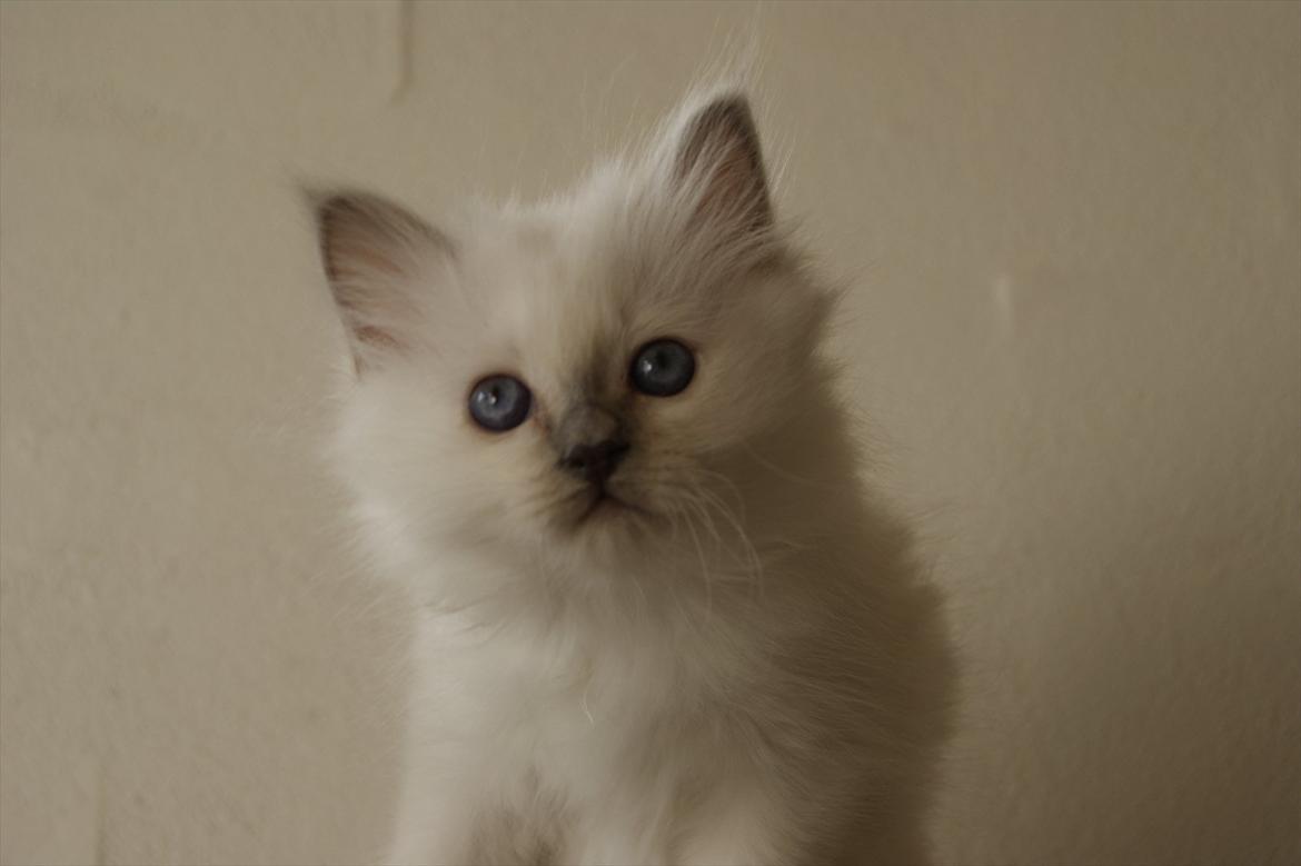 Hellig Birma Licarini´s Bertha billede 6