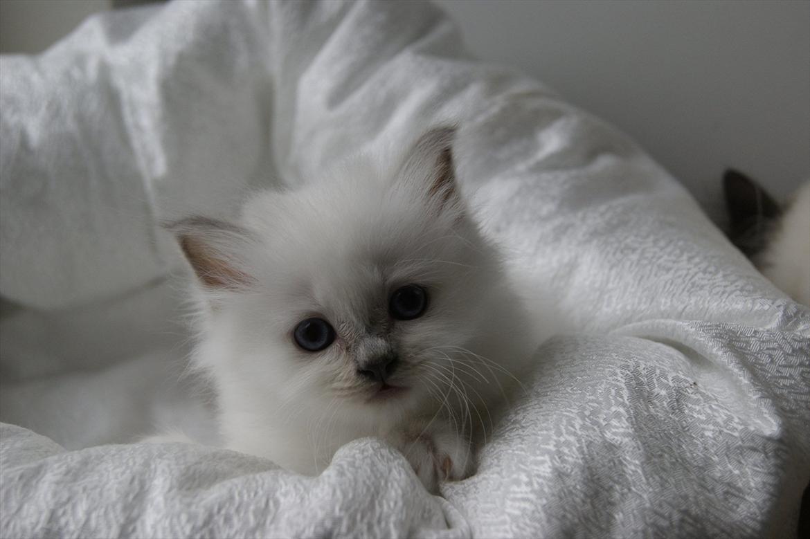 Hellig Birma Licarini´s Bertha billede 8