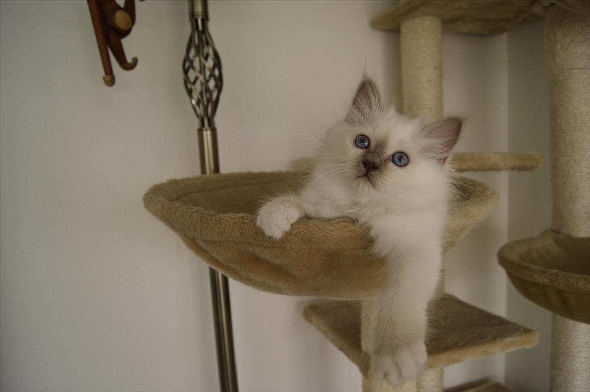 Hellig Birma Licarini´s Bertha billede 10