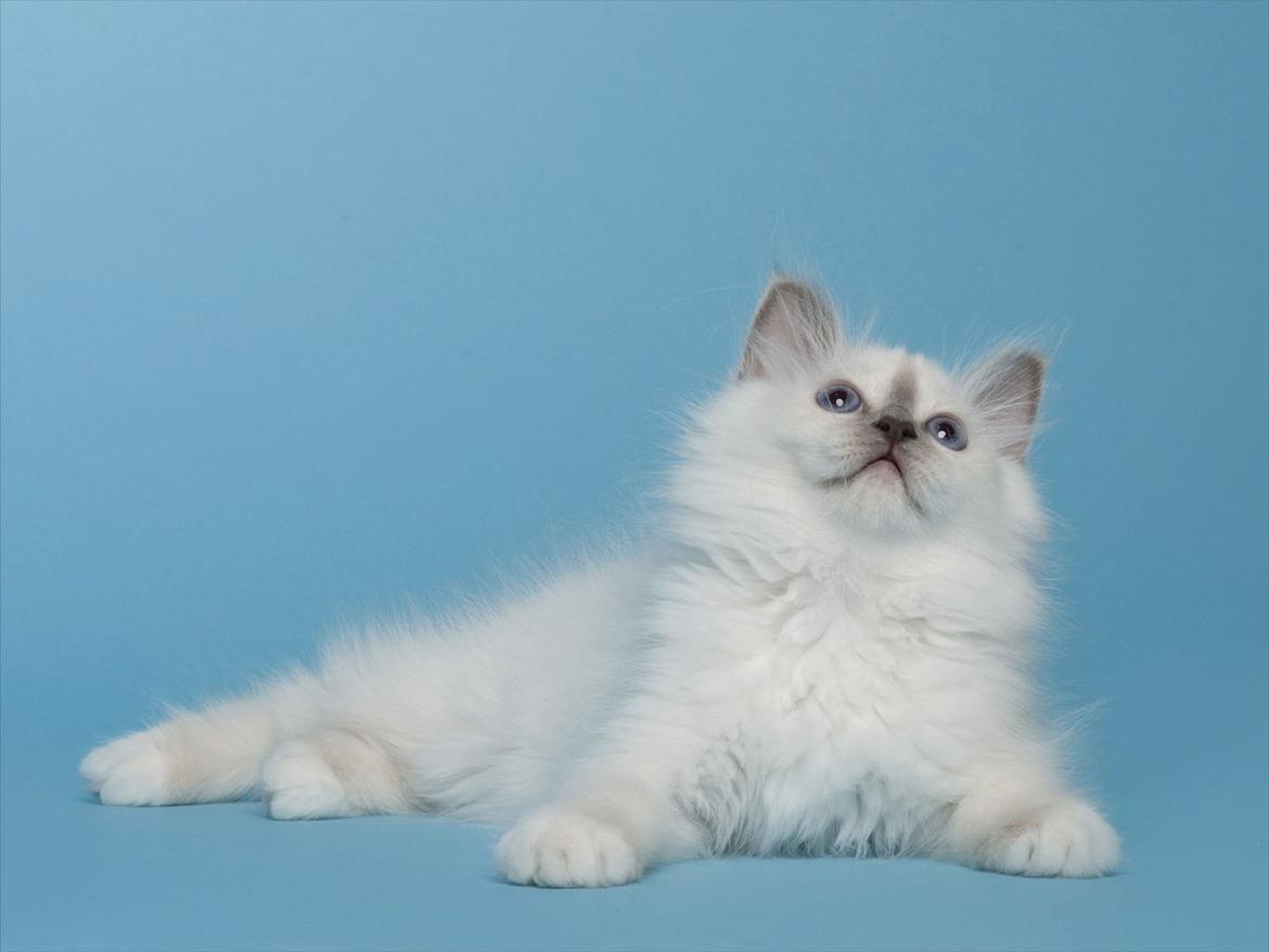 Hellig Birma Licarini´s Bertha billede 11