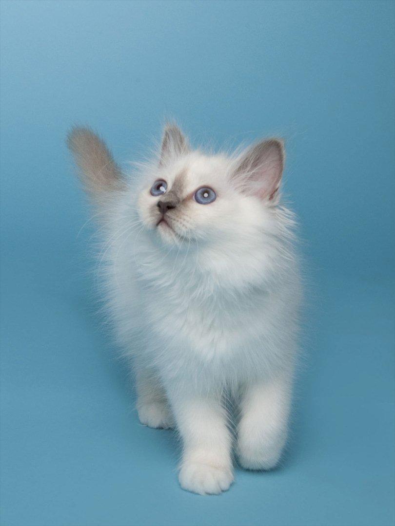 Hellig Birma Licarini´s Bertha billede 12