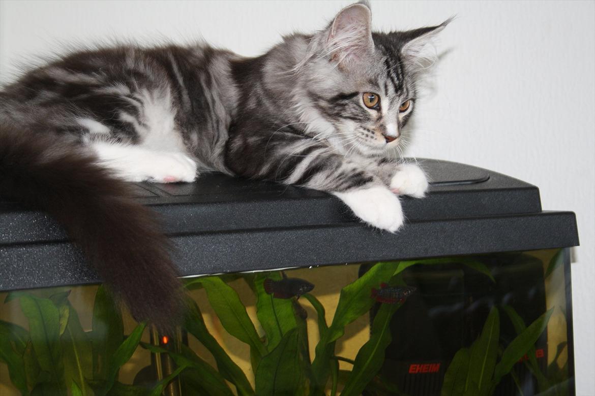 Maine Coon Bandit billede 1