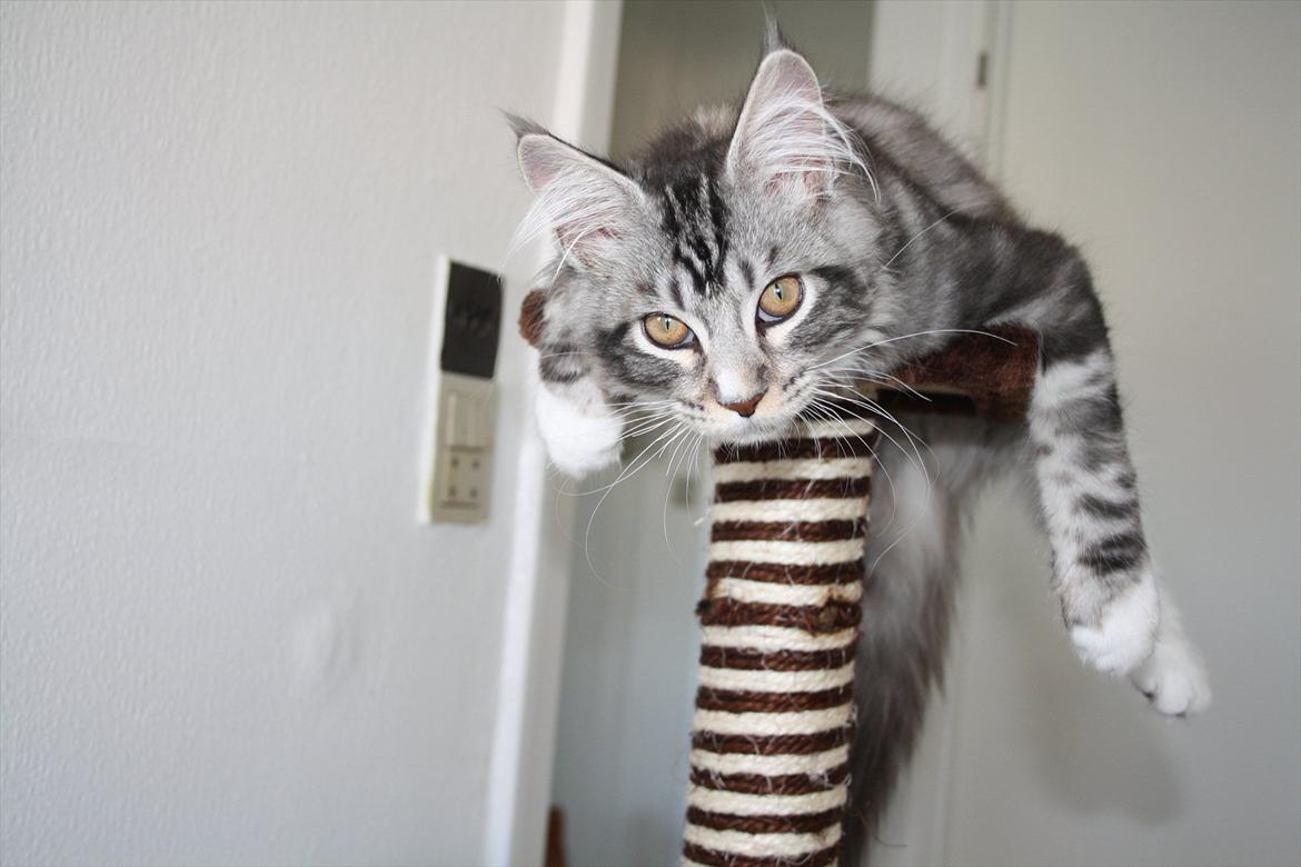 Maine Coon Bandit billede 2