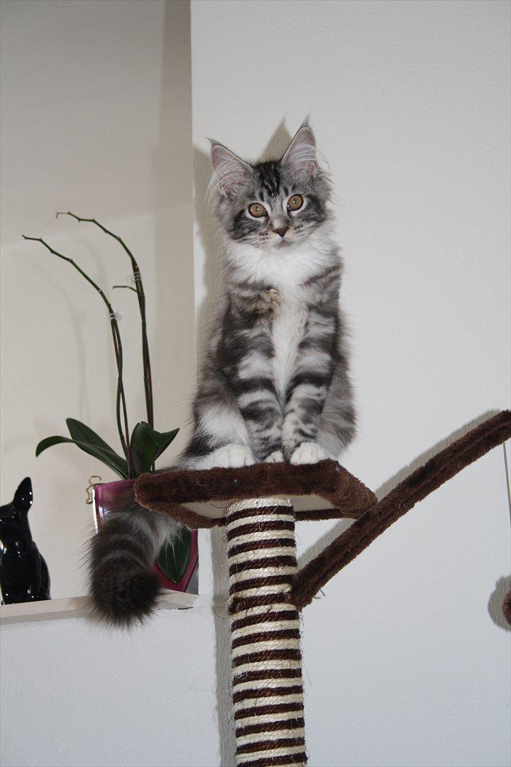 Maine Coon Bandit billede 3