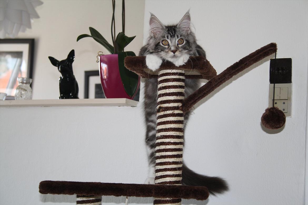 Maine Coon Bandit billede 4